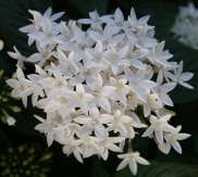 Butterfly™ White Pentas, Egyptian Star Cluster, Pentas lanceolata 'Butterfly White'